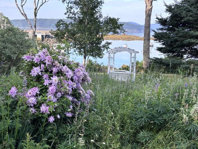 Clematis and swing