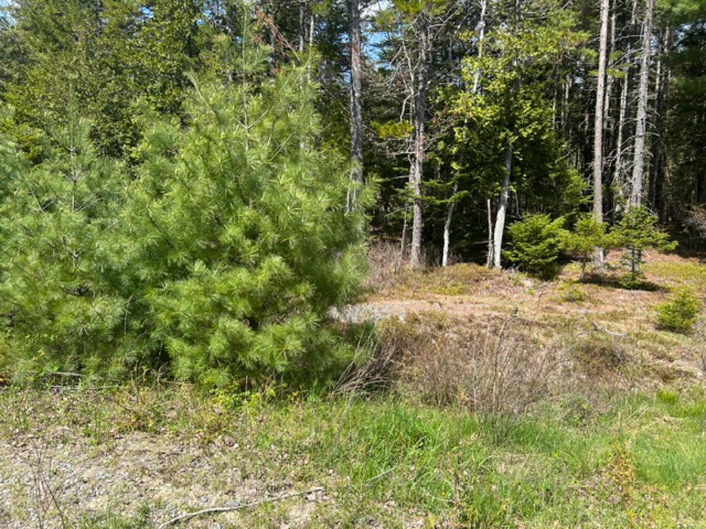 Blagden whiter pine