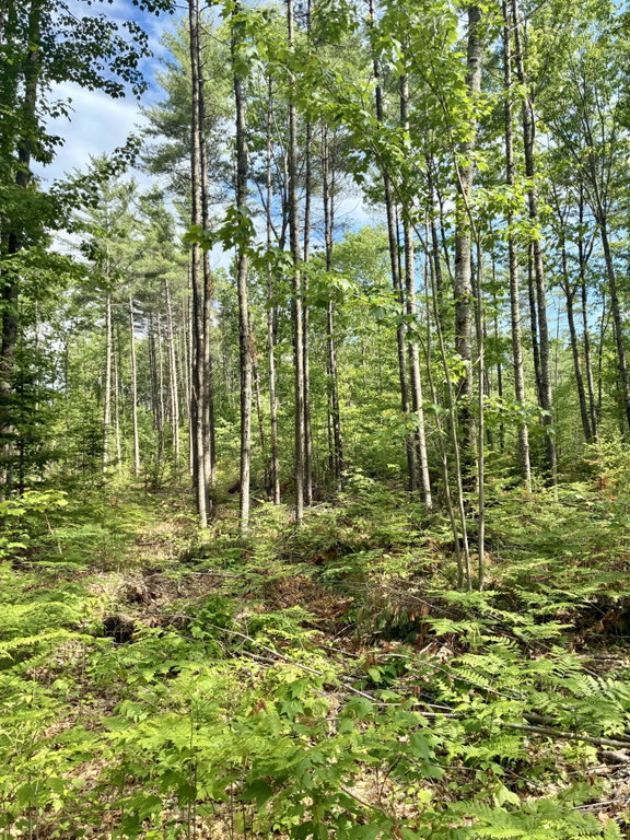 Lot 16 (2) Whittier Road Farmington