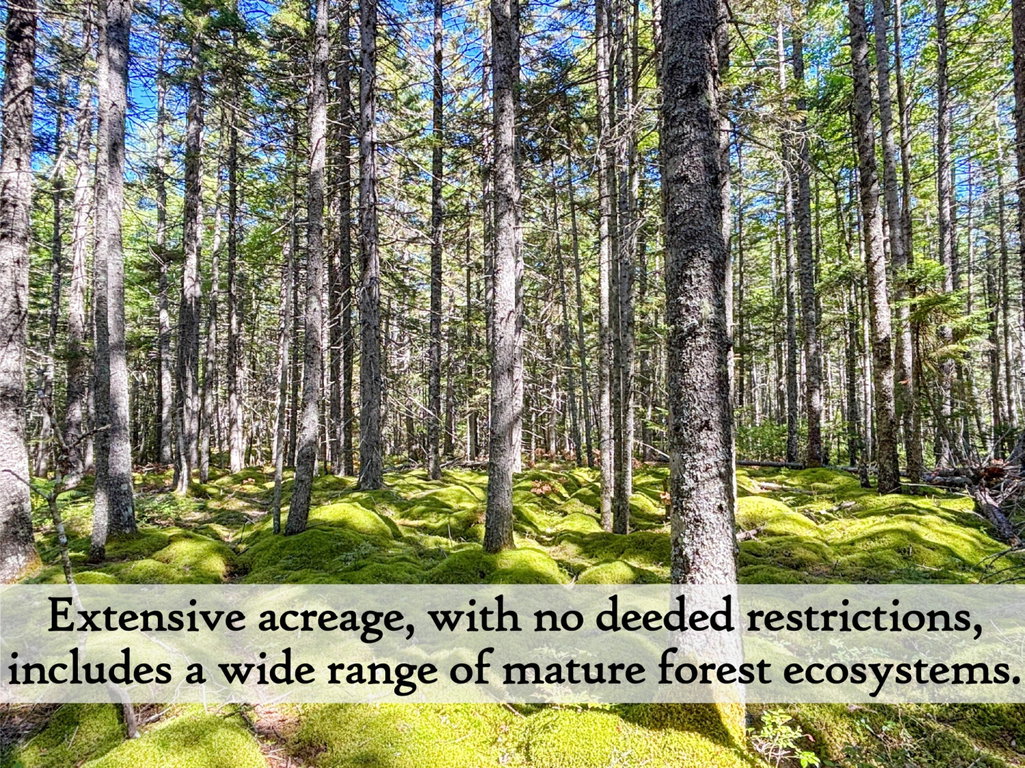 Forest - label (Custom)