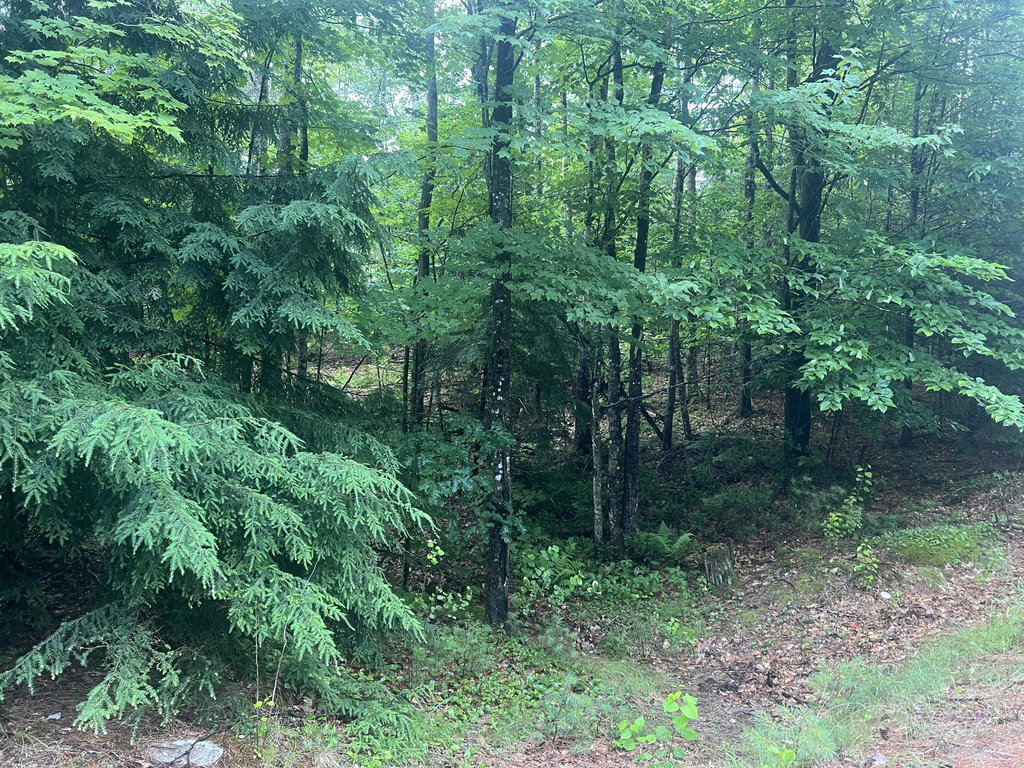 Lot #1 Intervale Road Bethel