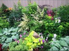 Established perennial gardens