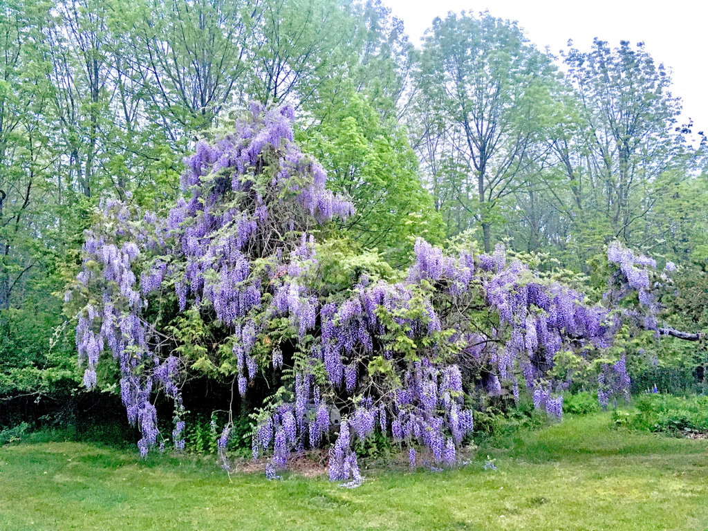 Grounds (15)