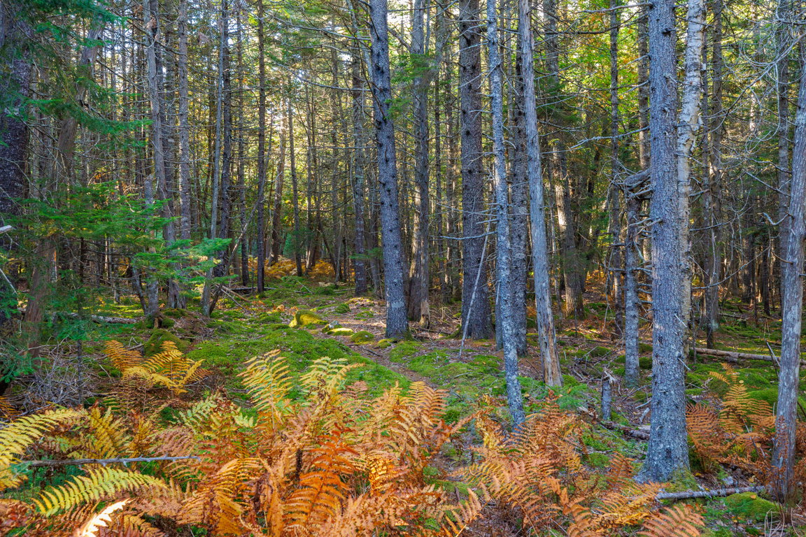 03-Bear Spring Lane Land-DTP