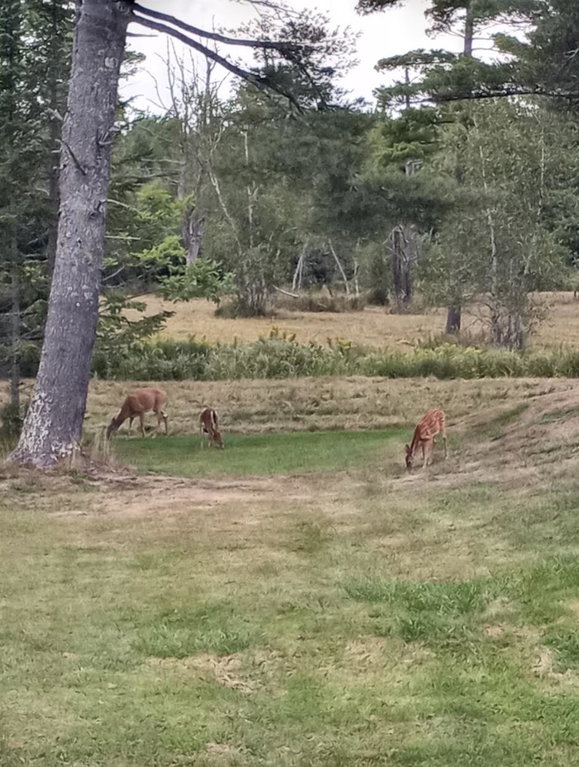 deer