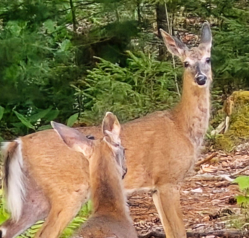 friends in the meadow