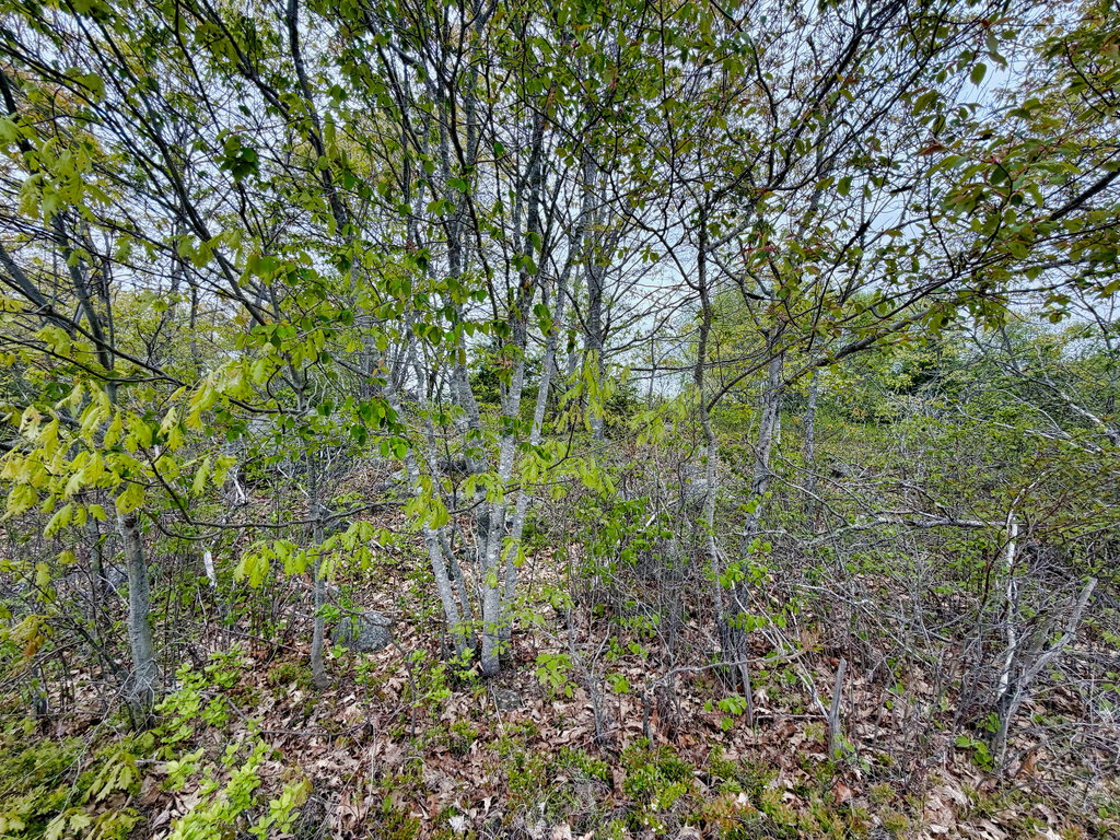 519SnowsCove_012