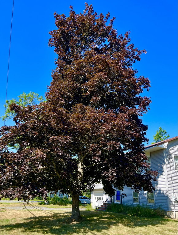 Front Yard