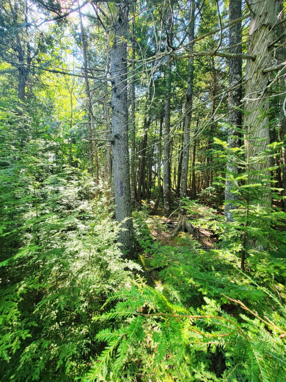 Mature Trees