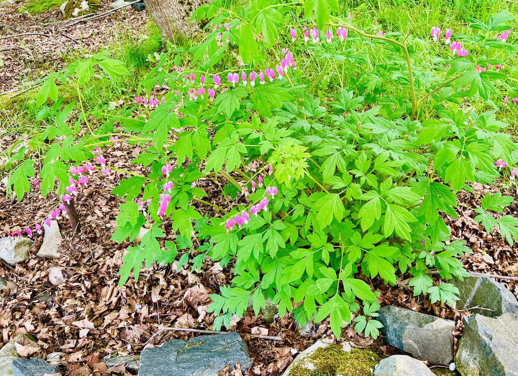 Plantings