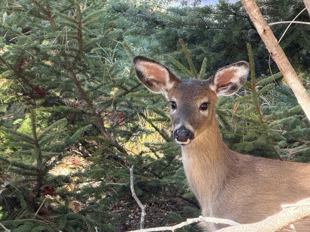 deer at falcon
