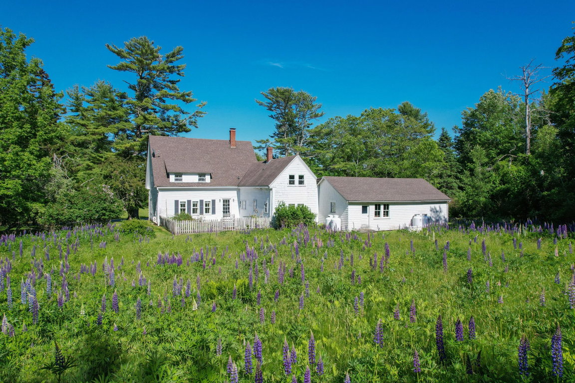 Lupine field at back.