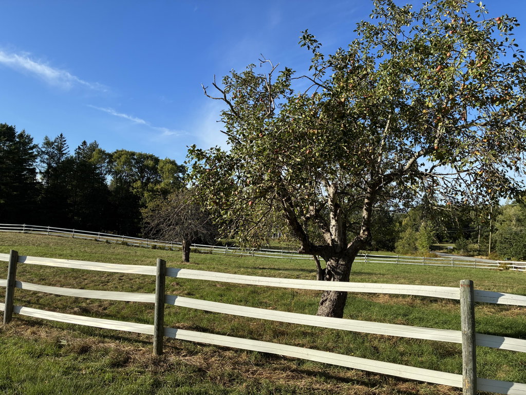 Old apple orchard with three trees.
