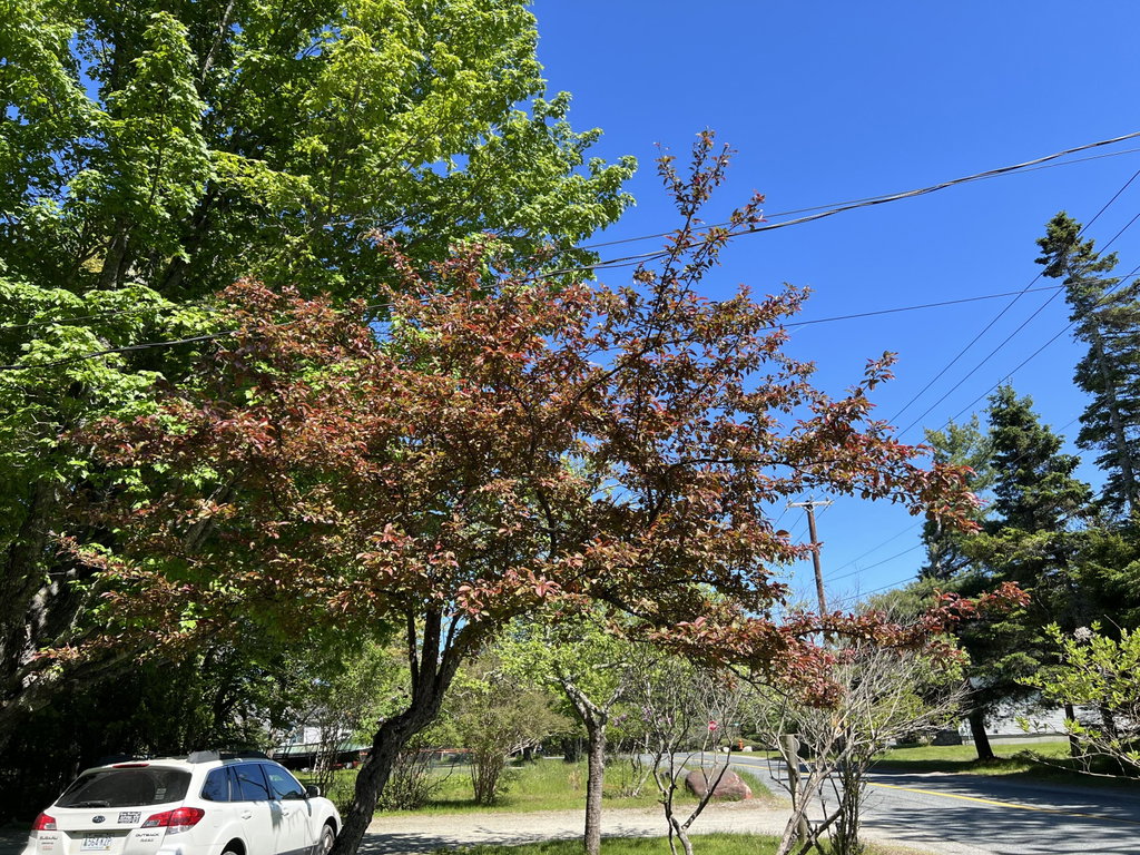 Front yard