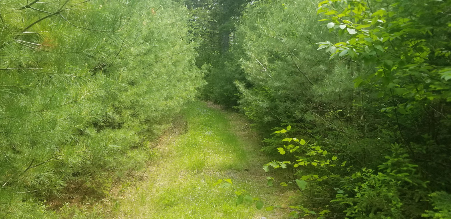 M13, L36, Harland Cunningham Road Penobscot