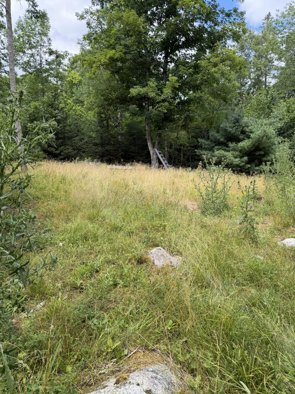 Meadow