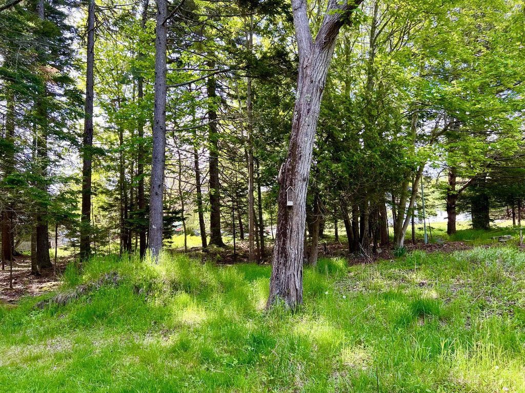 Side yard