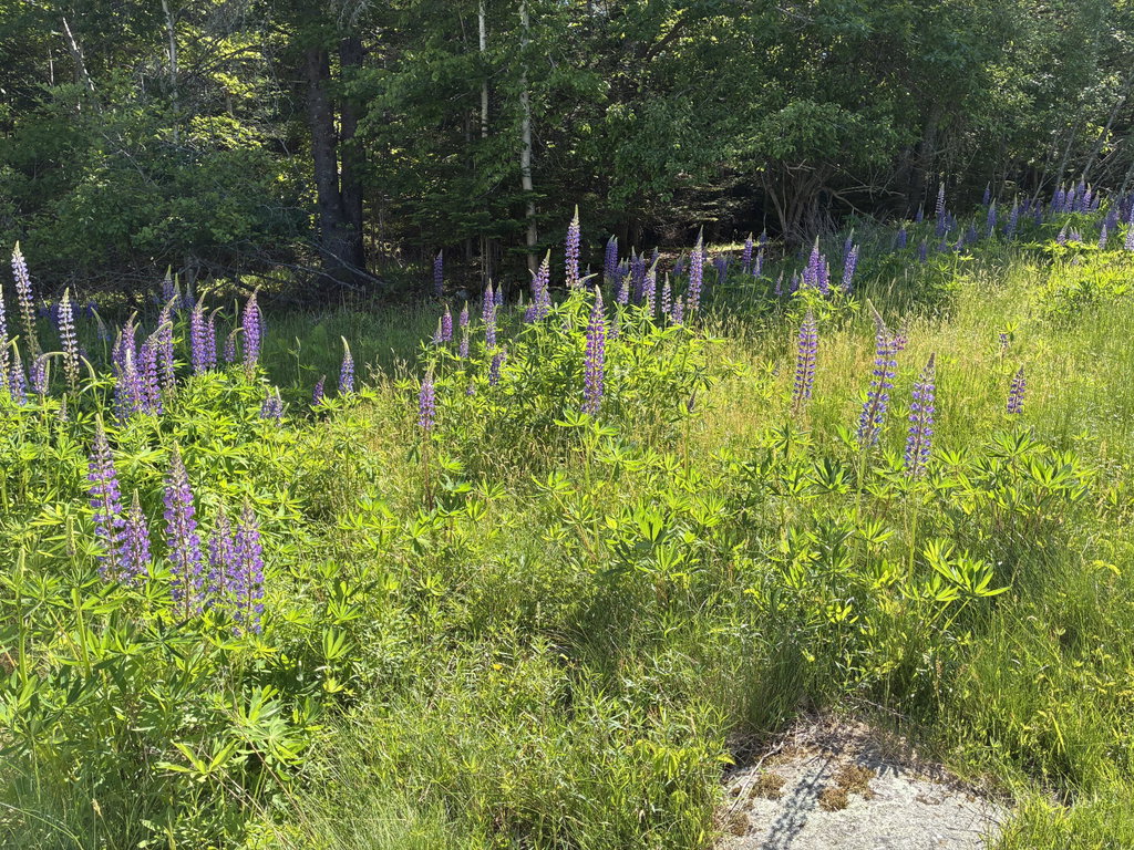 Lupine just opening now.