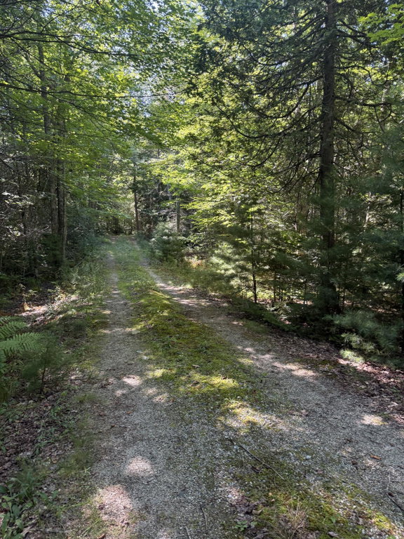 Pine Hill Lane 07