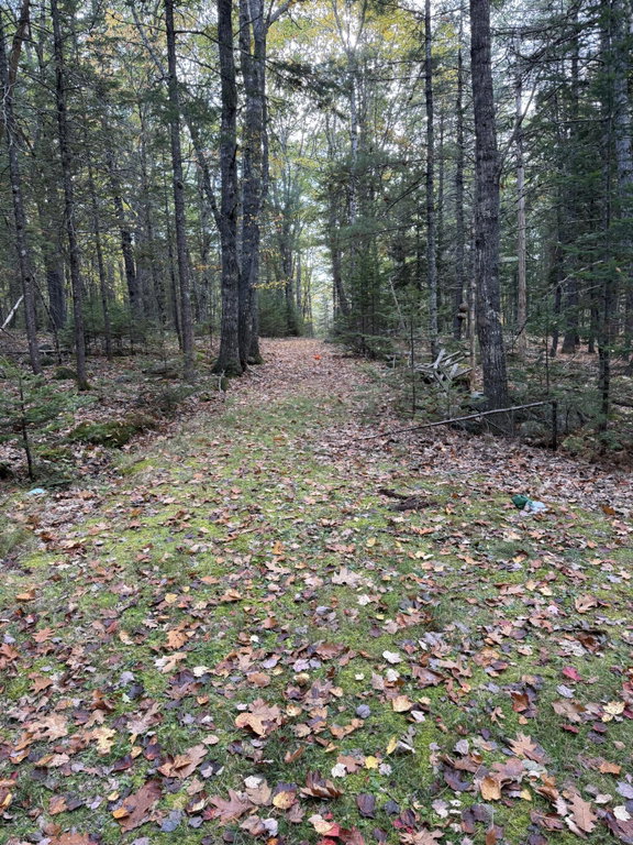 woods road
