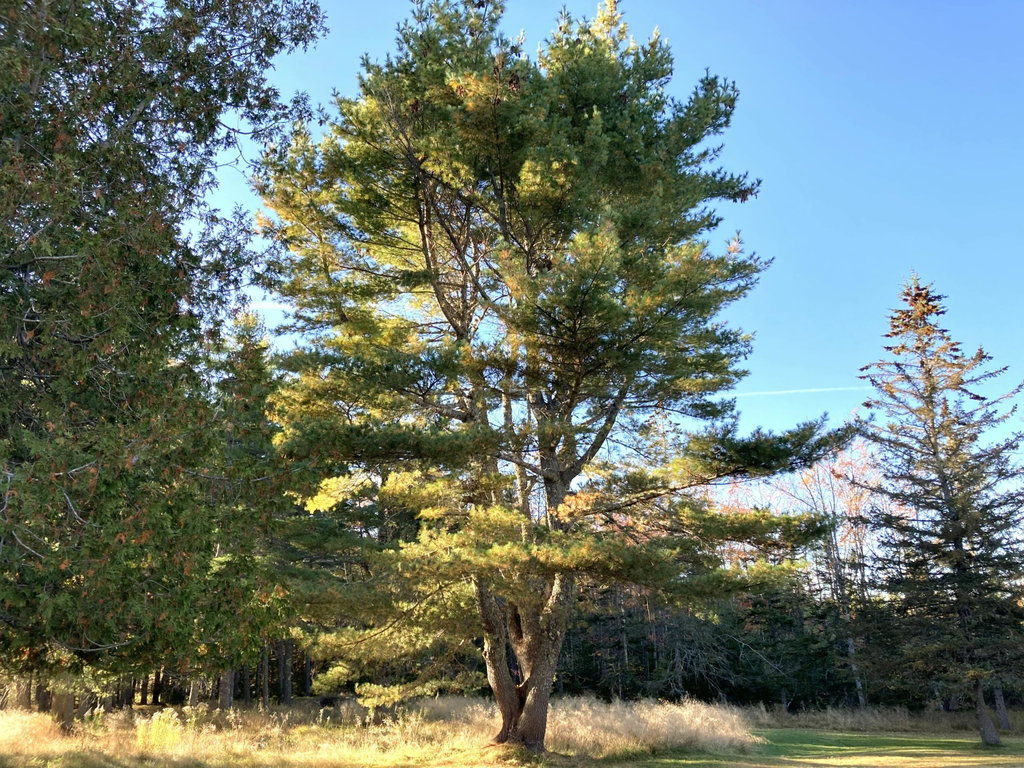 Stately trees behind house.