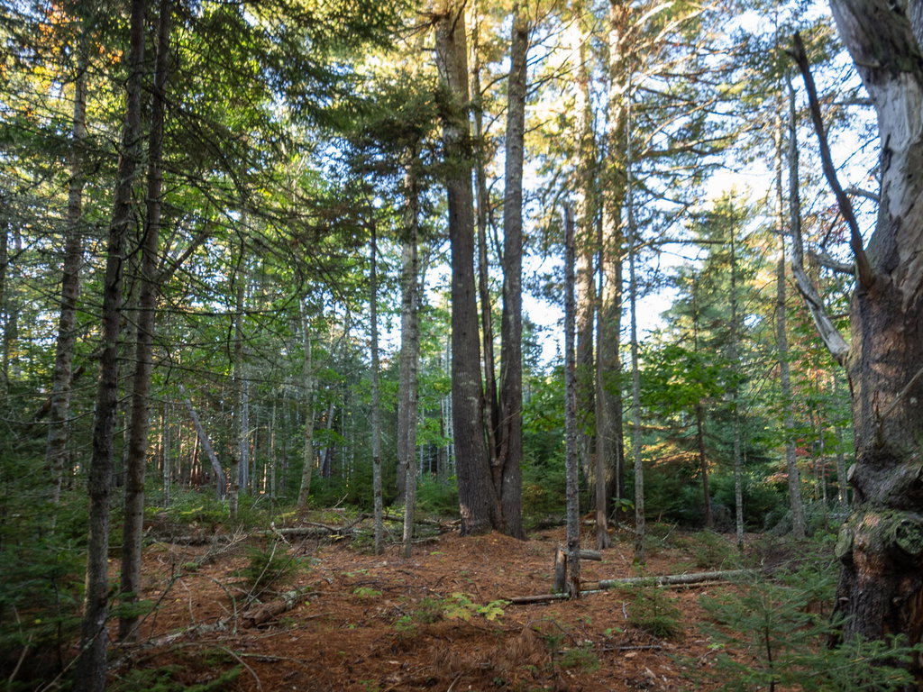 Knox Rd Land