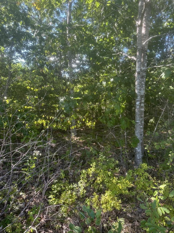 Lot 3 W Side Unionville Road Steuben