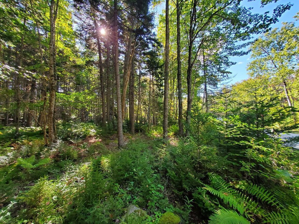 looking into lot from Folly Rd