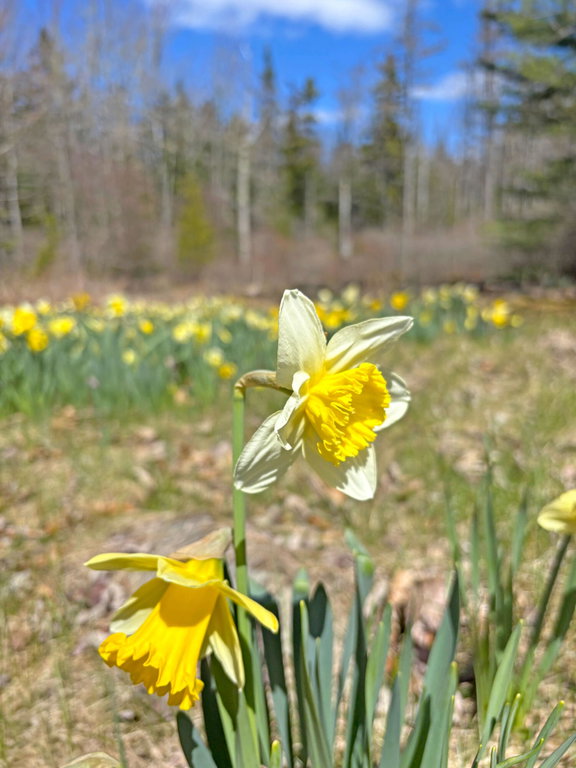 Grounds (13)