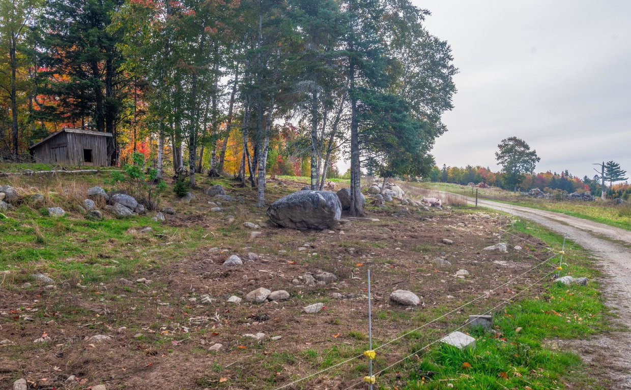 Animal Pasture
