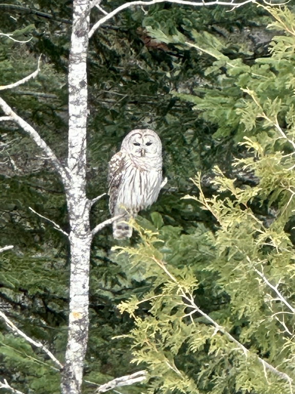Wildlife on Property