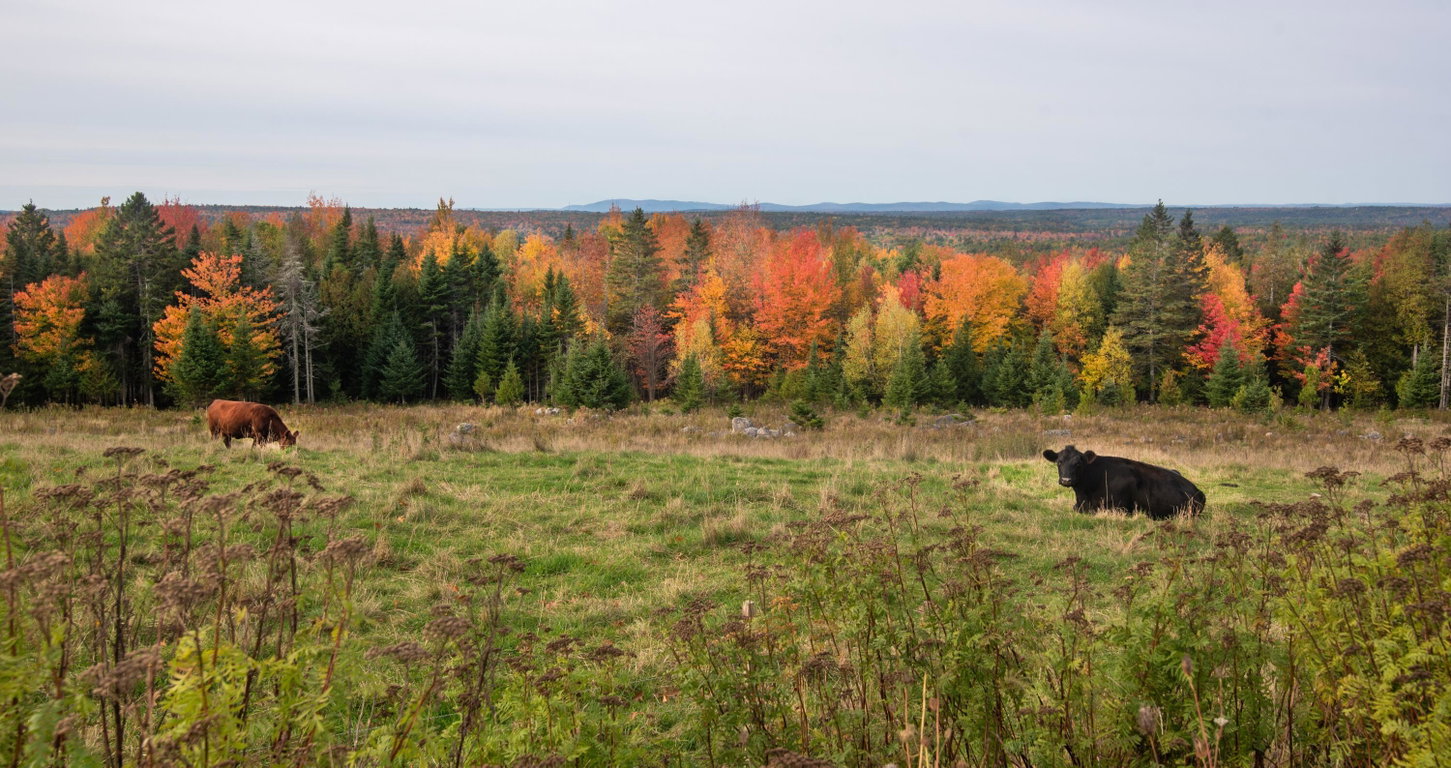 Pasture