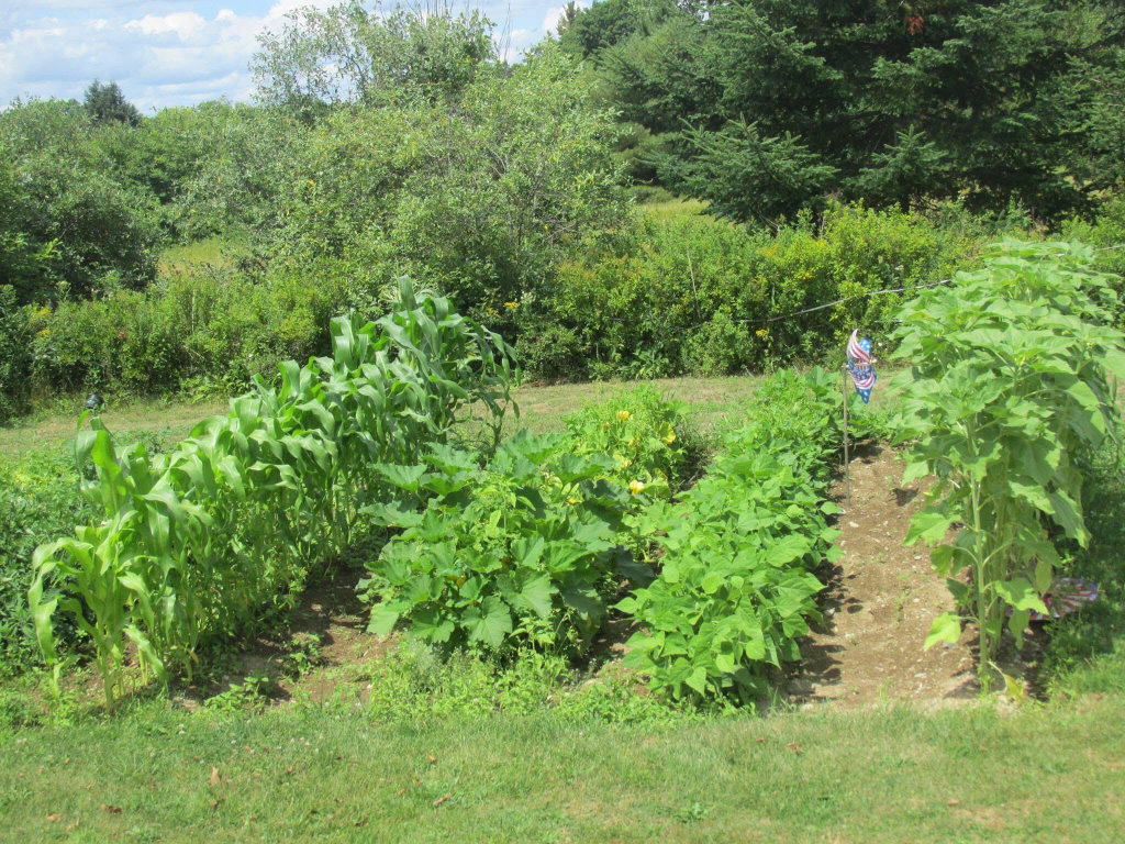Garden area