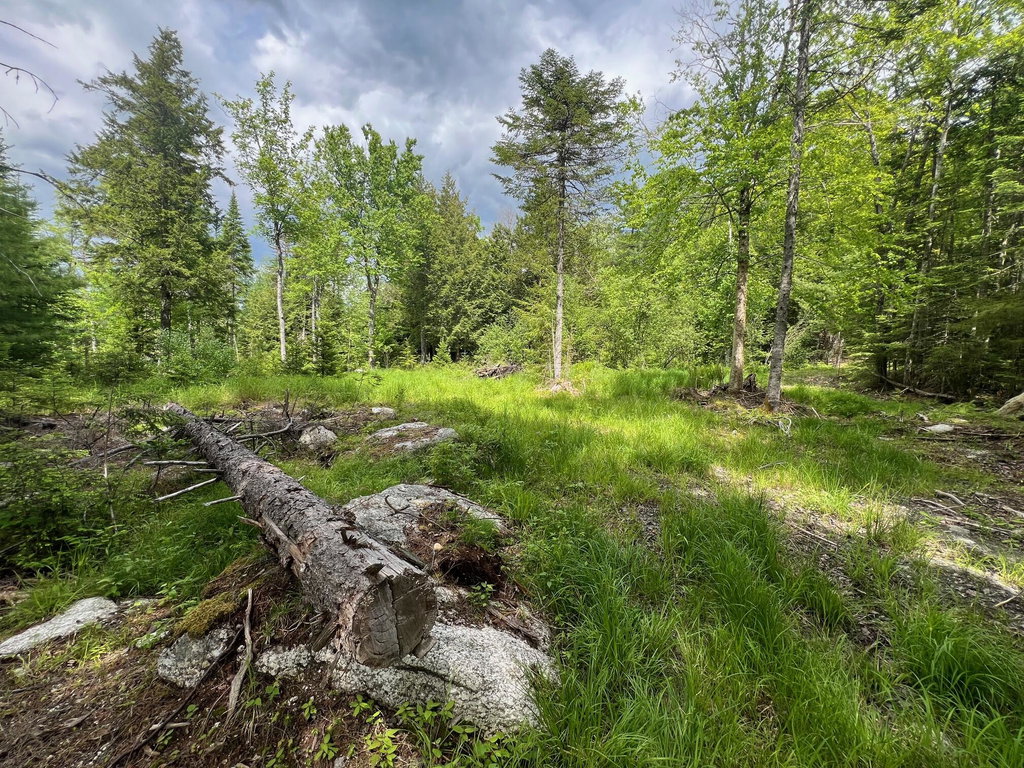 TBD Marks Mountain Way Dedham