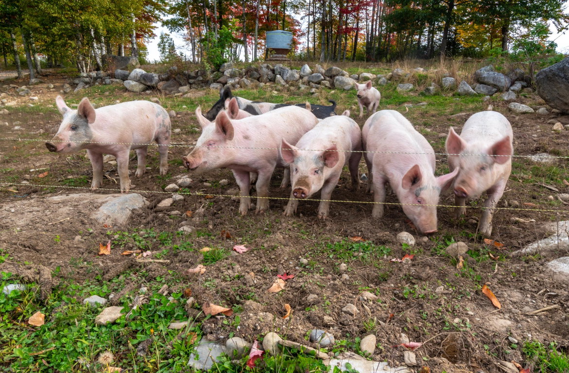 Livestock