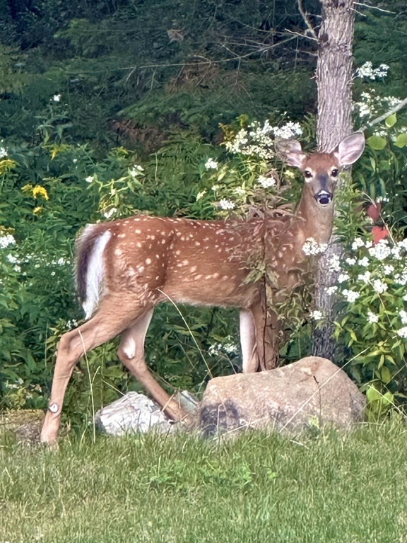 Wildlife on Property