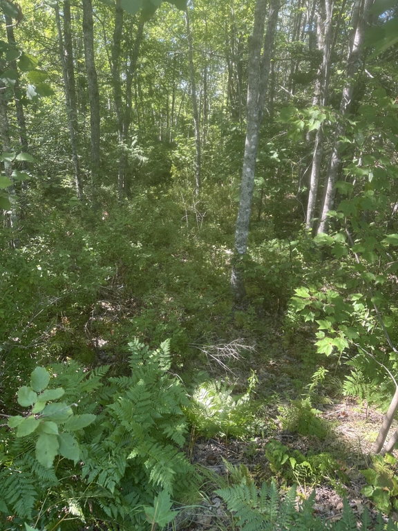 Lot 2 W Side Unionville Road Steuben
