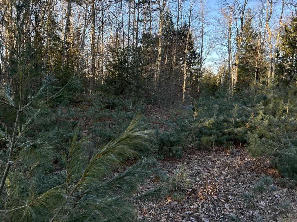 M7L31 Nelson Ridge Road Washington