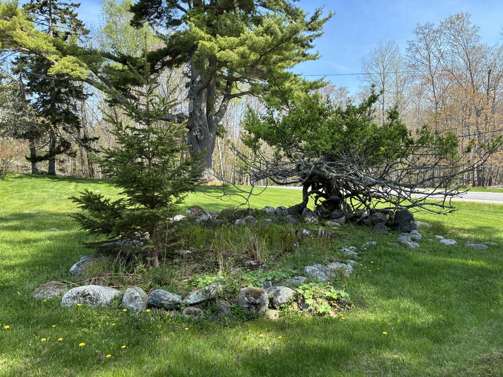 Front rock garden.