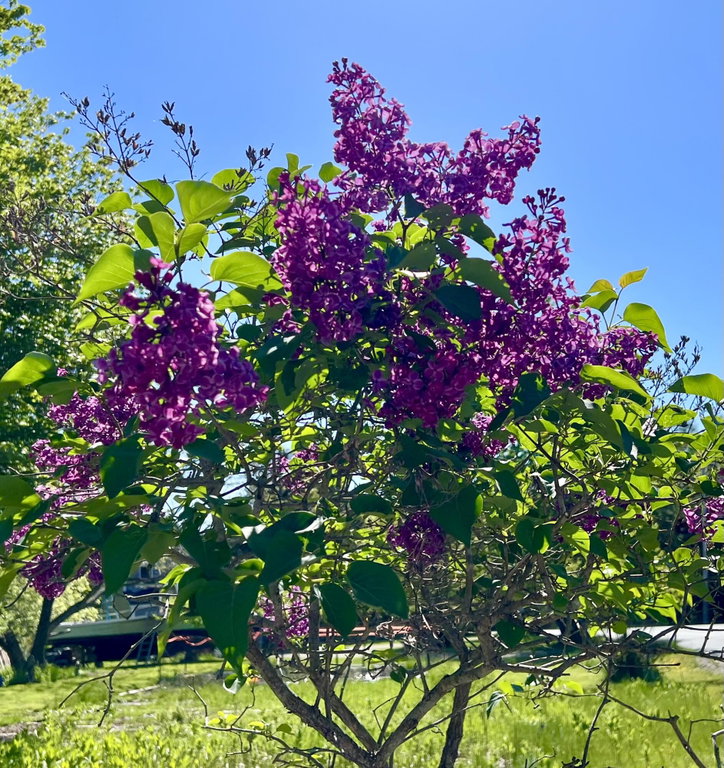 Flowering Lilacs
