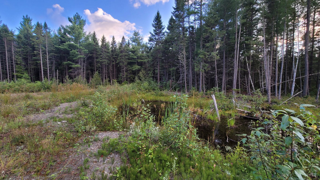 M15L10A Thomas Road Woodland