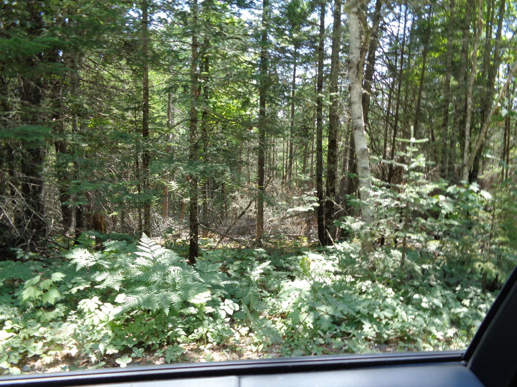 Wooded