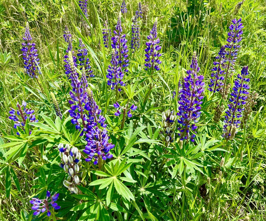 Lupine at the front of Richardson Rd.