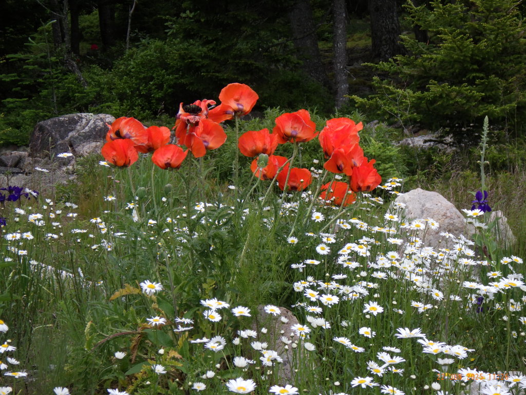 poppies