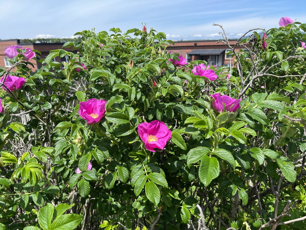 Rosa Rugosa Bass Harbor