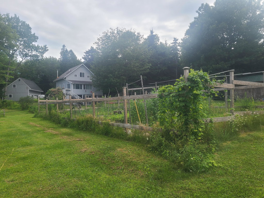 Back yard