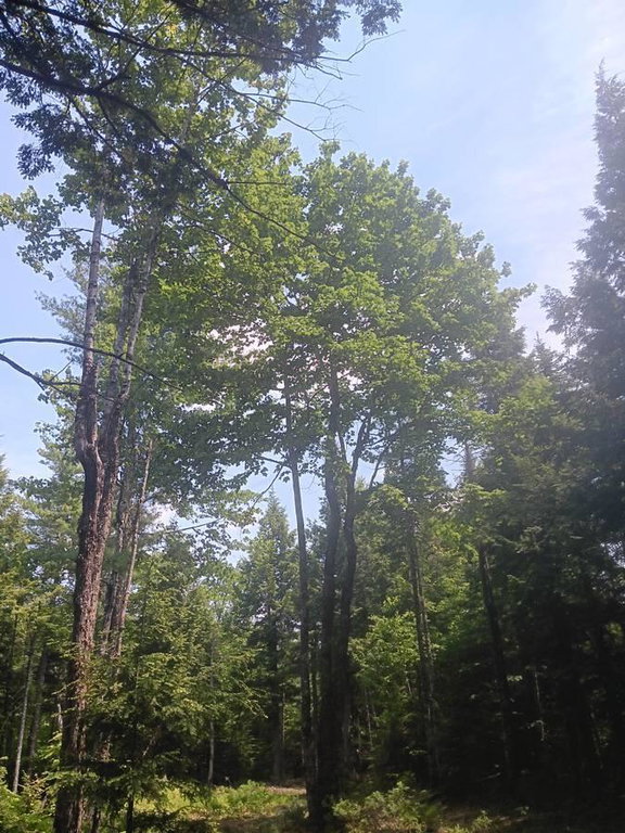 Lot 20 Sunset Shores trees