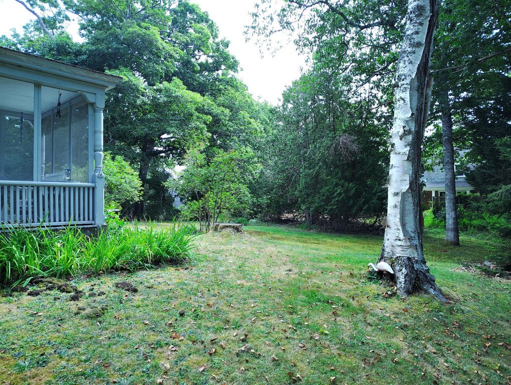 back yard