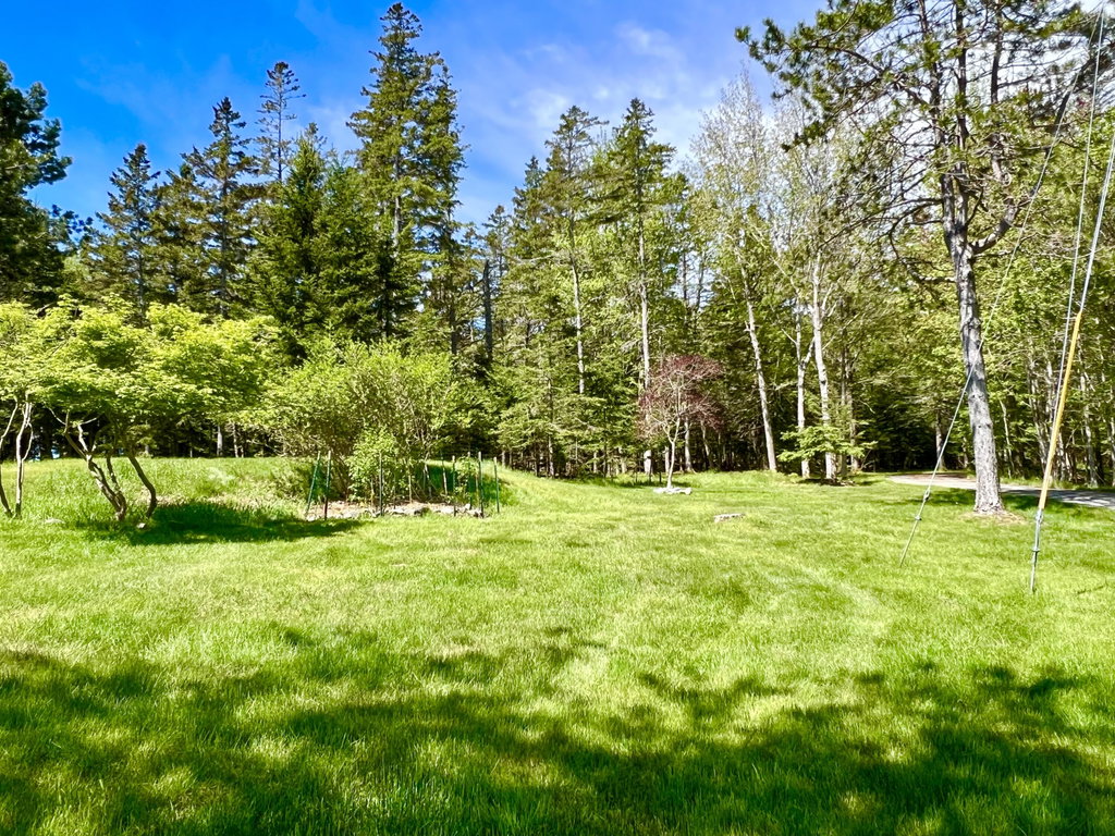 Back yard