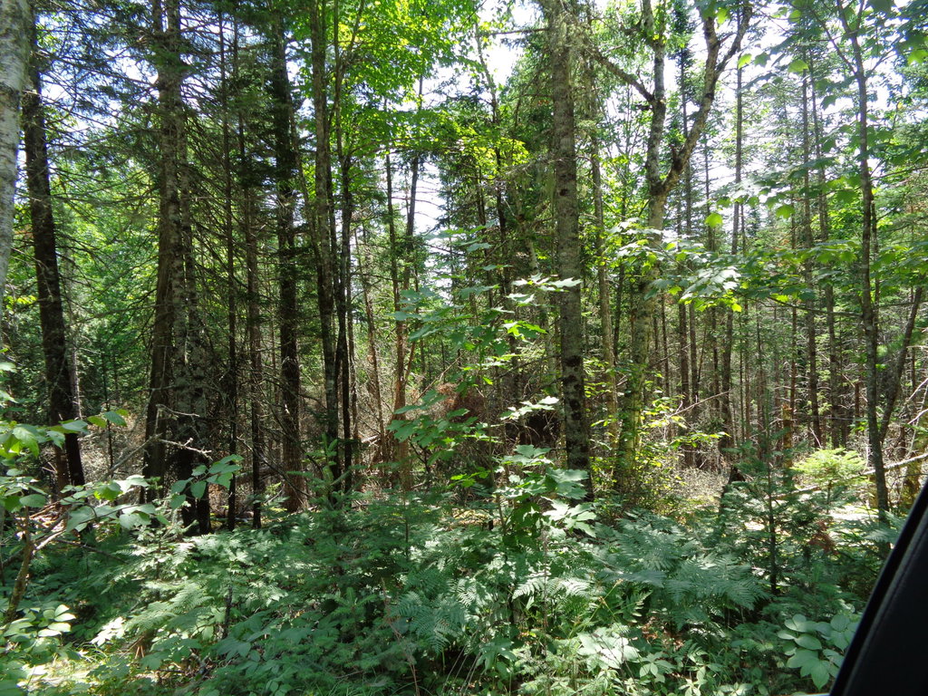 Wooded